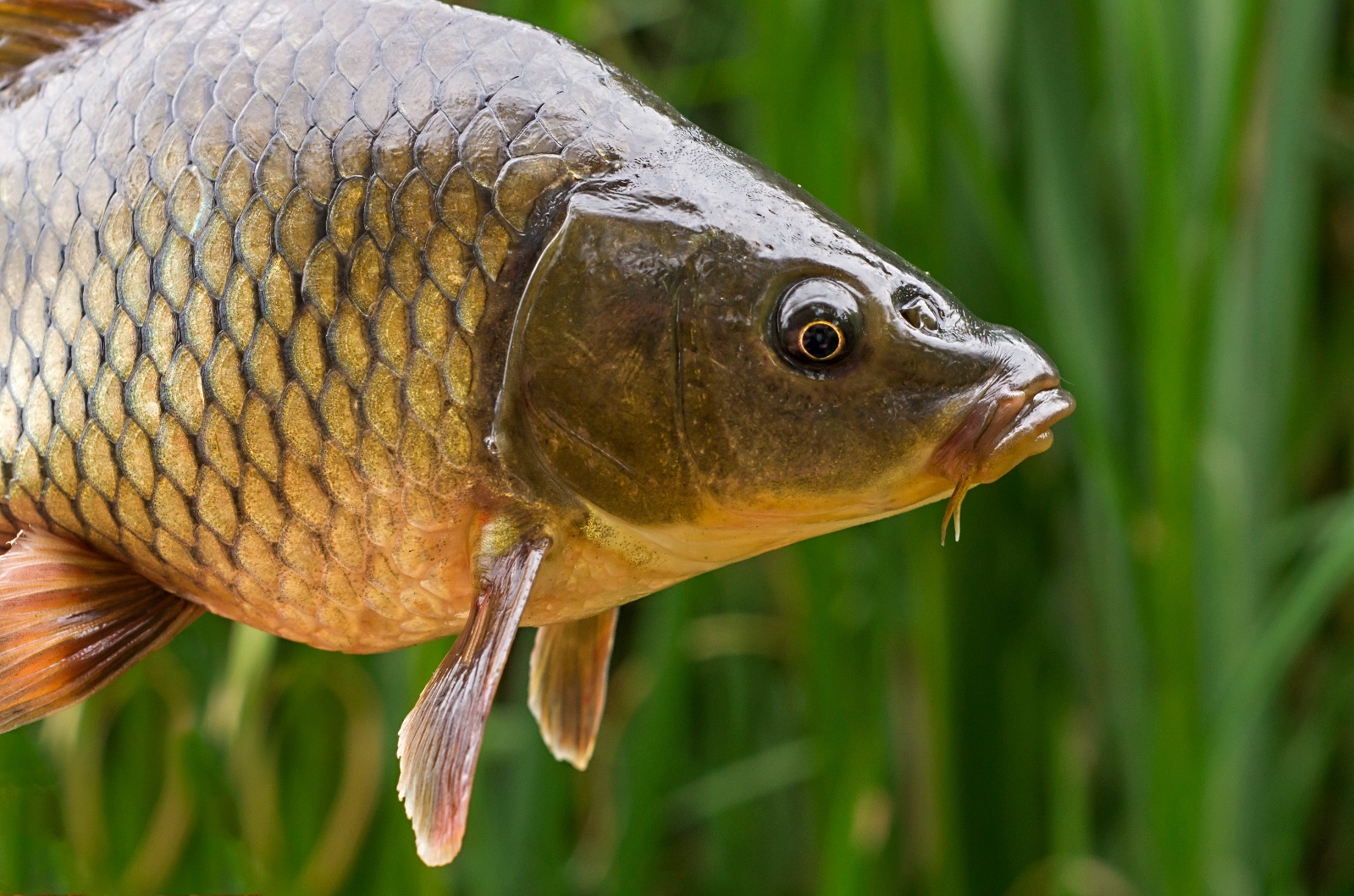 5 conseils pour pêcher la carpe dans un étang difficile - GoCarp